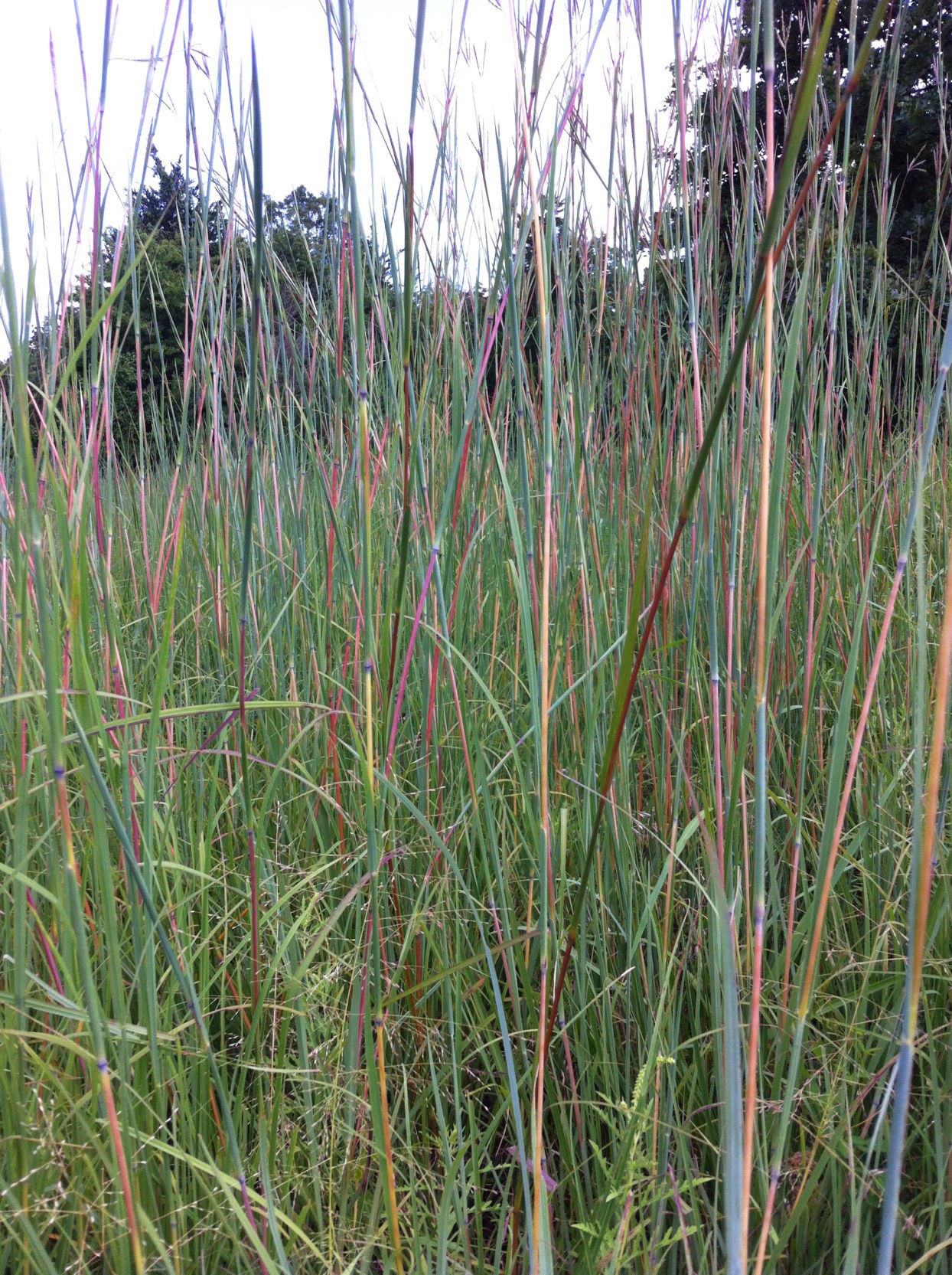 Dilbeck Bluestem